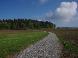 Frühling am Buchwald